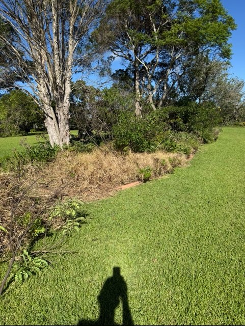 Overgrown weedy garden bed before cleanup